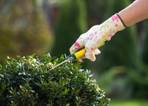 Close-up of trimmed hedge in Clapham front garden