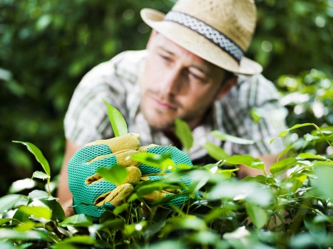 Experienced team maintaining a garden hedge